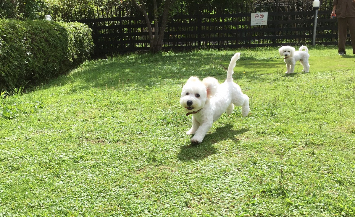 愛犬お宿