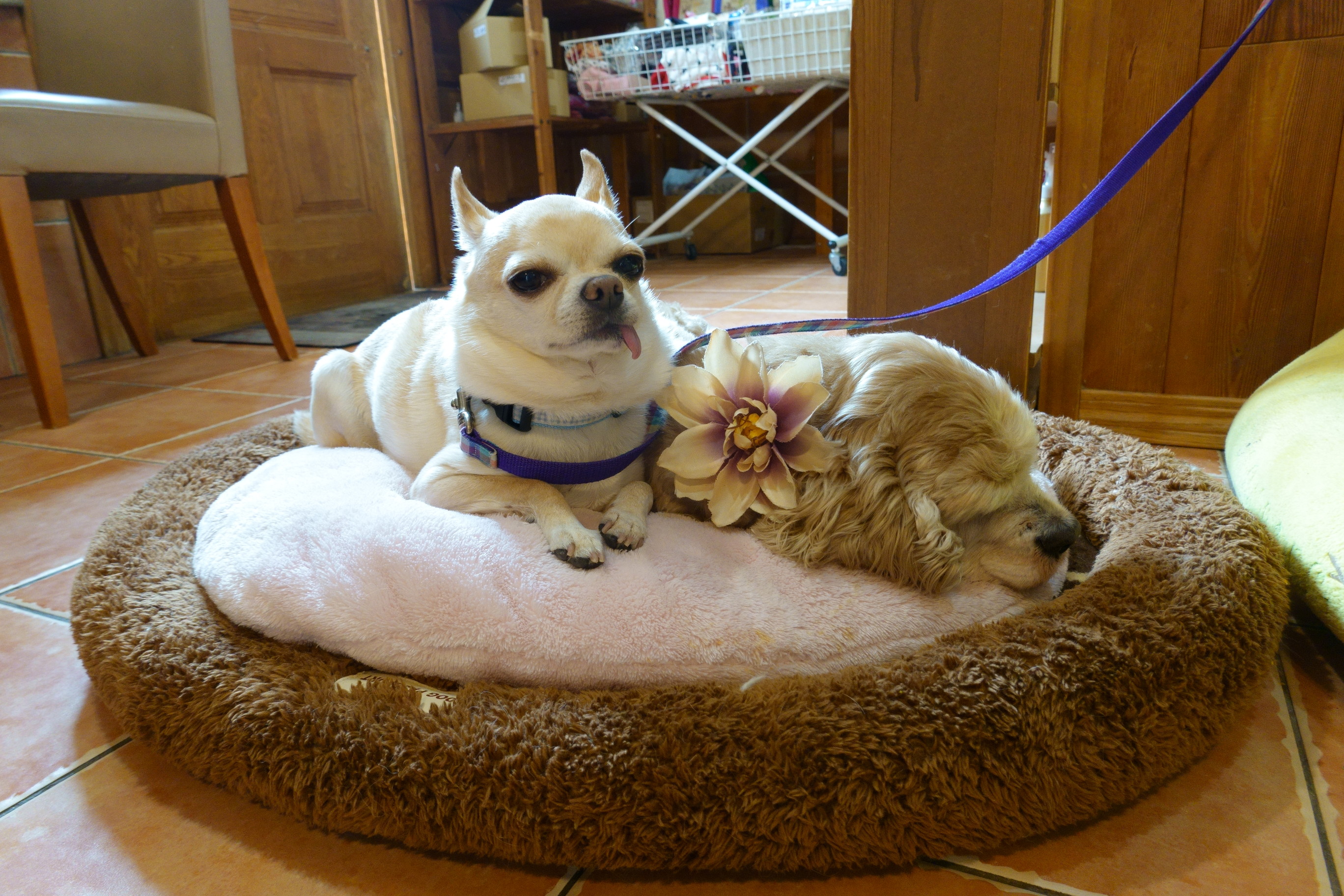 Dogcafe&salon