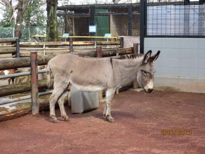 夢見ヶ崎動物公園