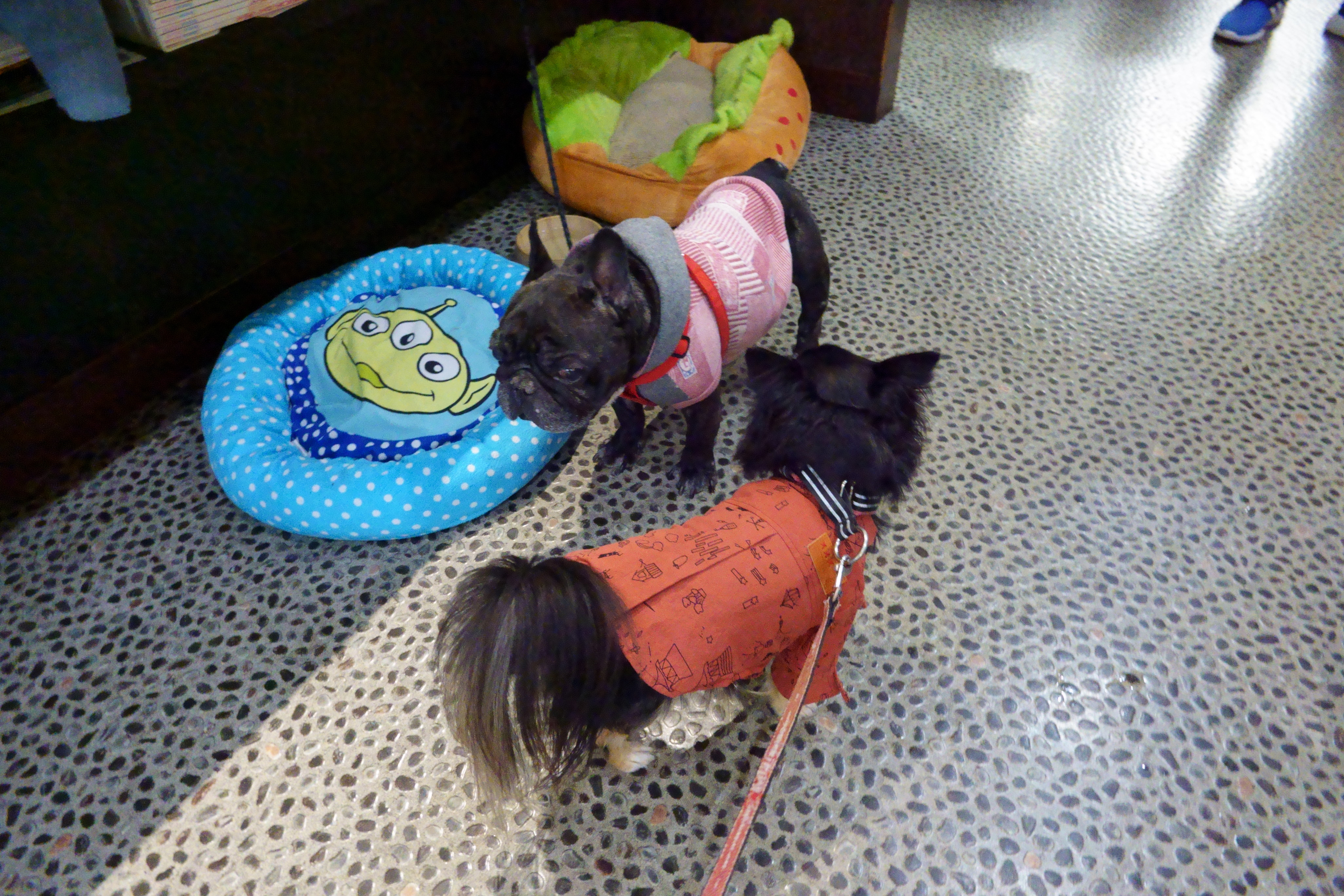 若江岩田駅 室内ドッグラン カフェ ショウ君パパのドッグカフェ 室内犬同伴可 大阪府 東大阪市 ペットと一緒