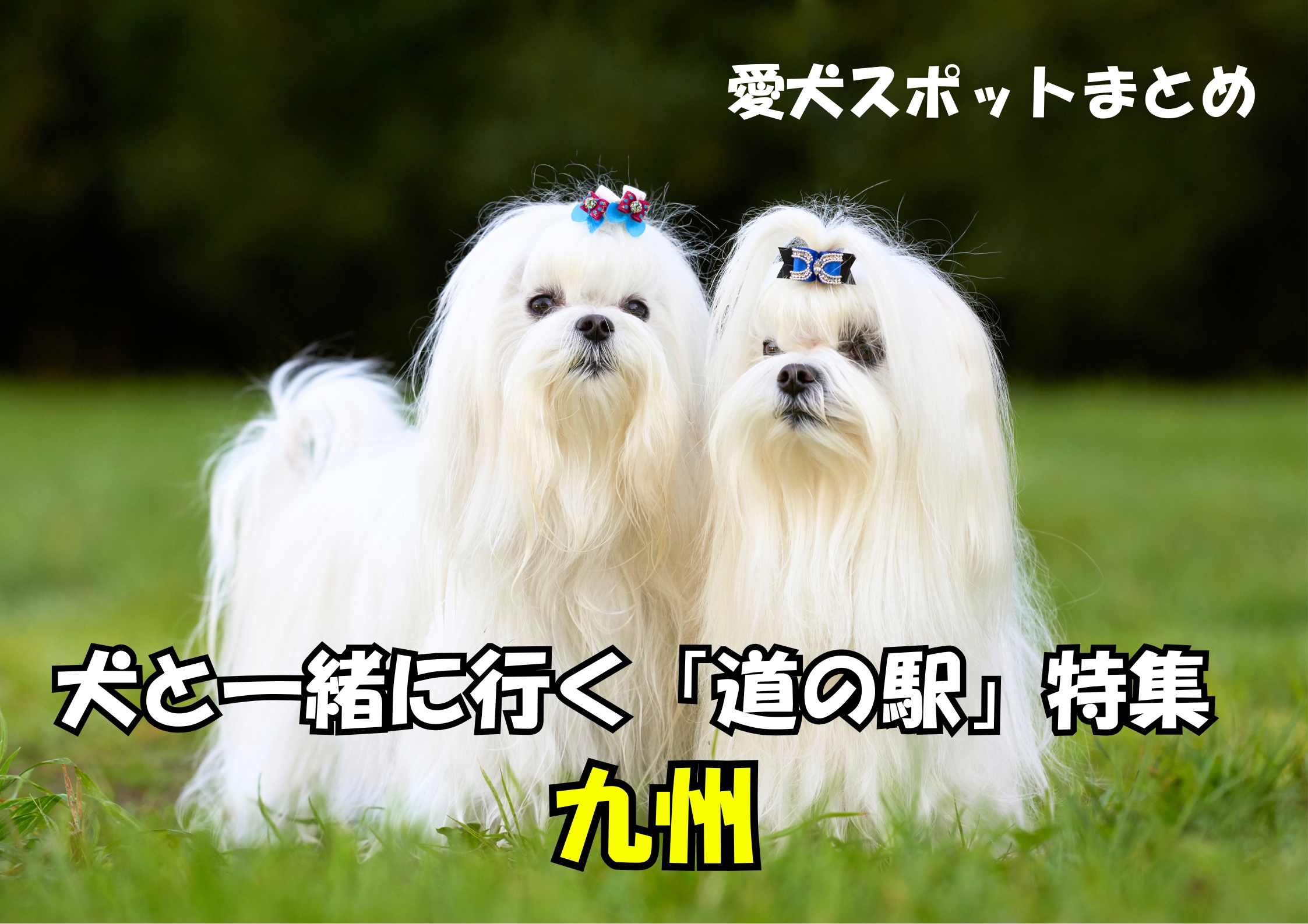 犬と一緒に行く道の駅特集|九州
