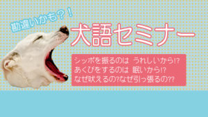 勘違いかも？！犬語セミナー