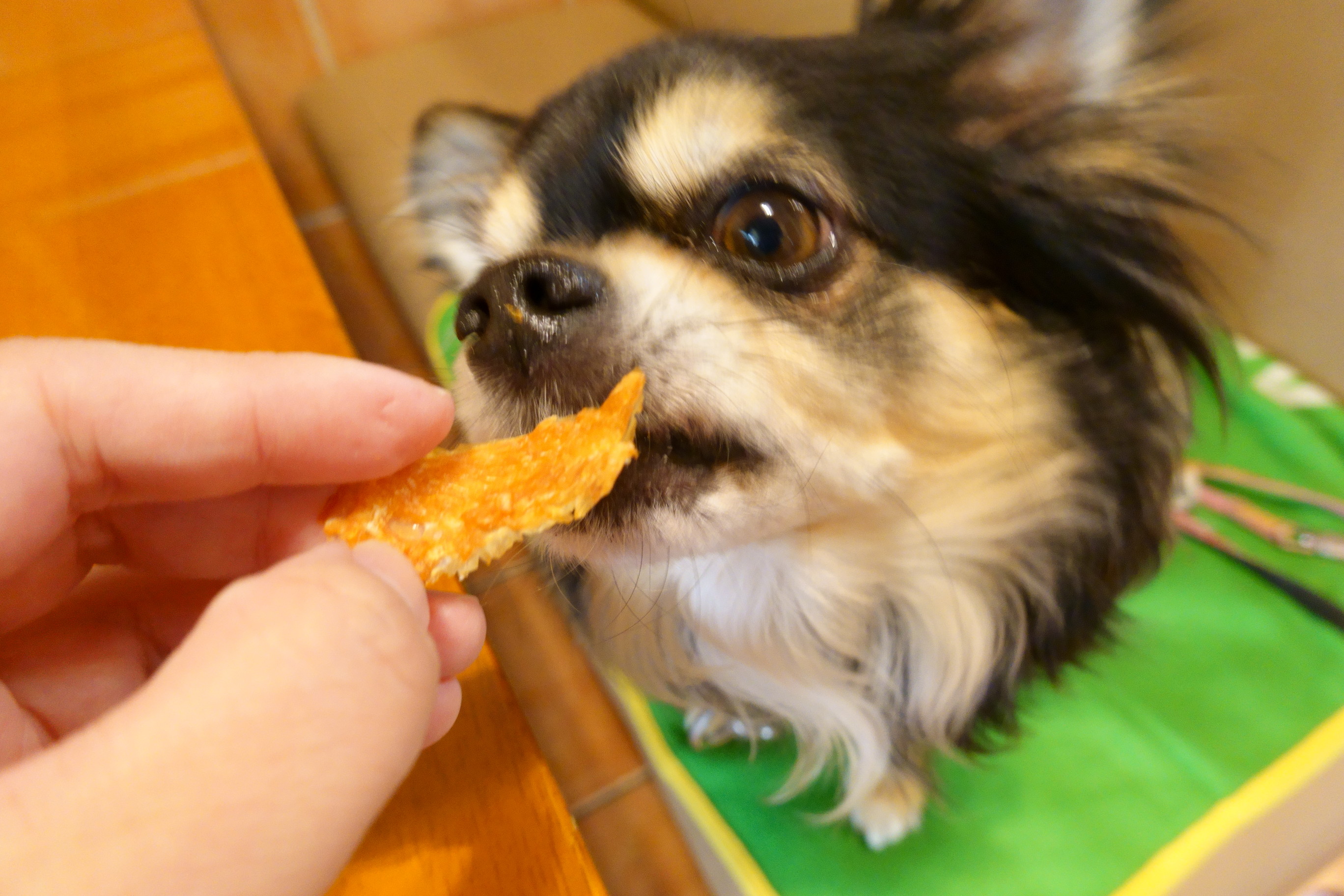 Dogcafe&salon