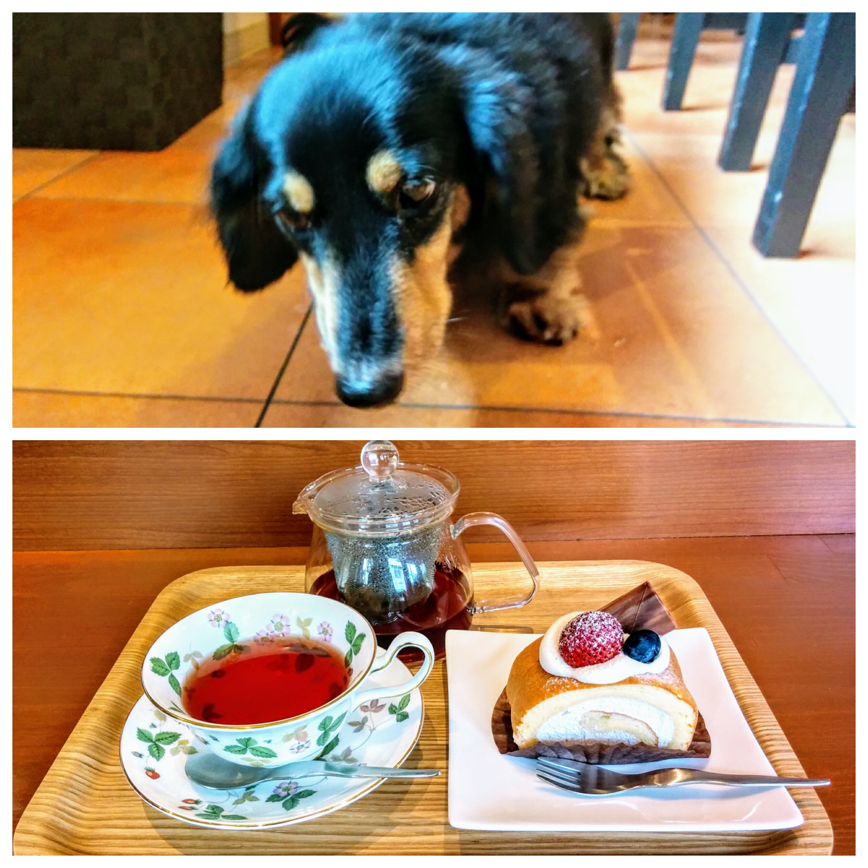 【兵庫Part2】愛犬と美味しいケーキが食べられるお店