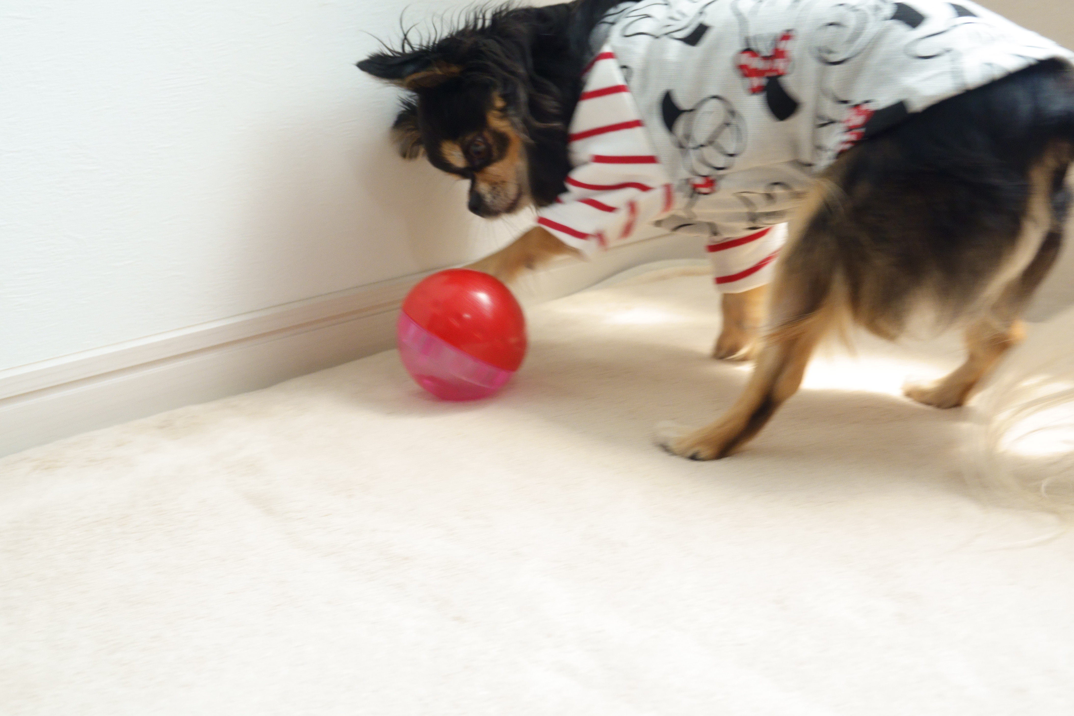 愛犬とおうち時間