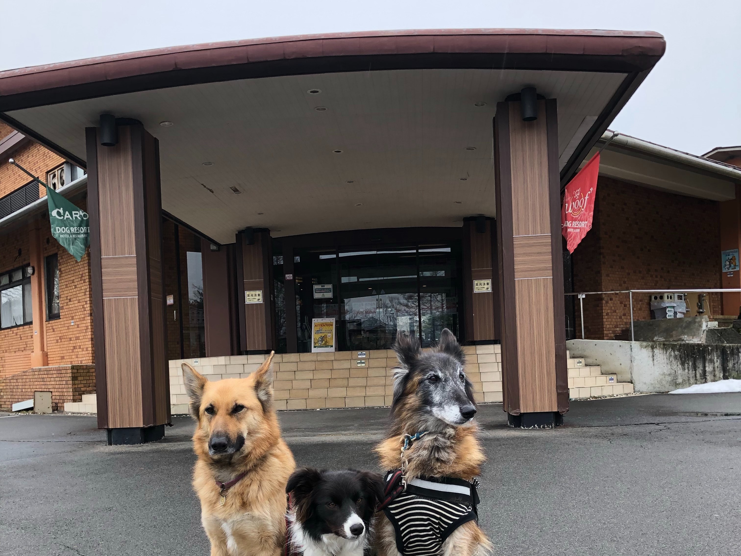 山中湖 ドッグリゾートwoof ワフ 富士山を目の前に愛犬と思いっきり楽しもう ペット 犬同伴可 山梨県山中湖村 ペットと一緒