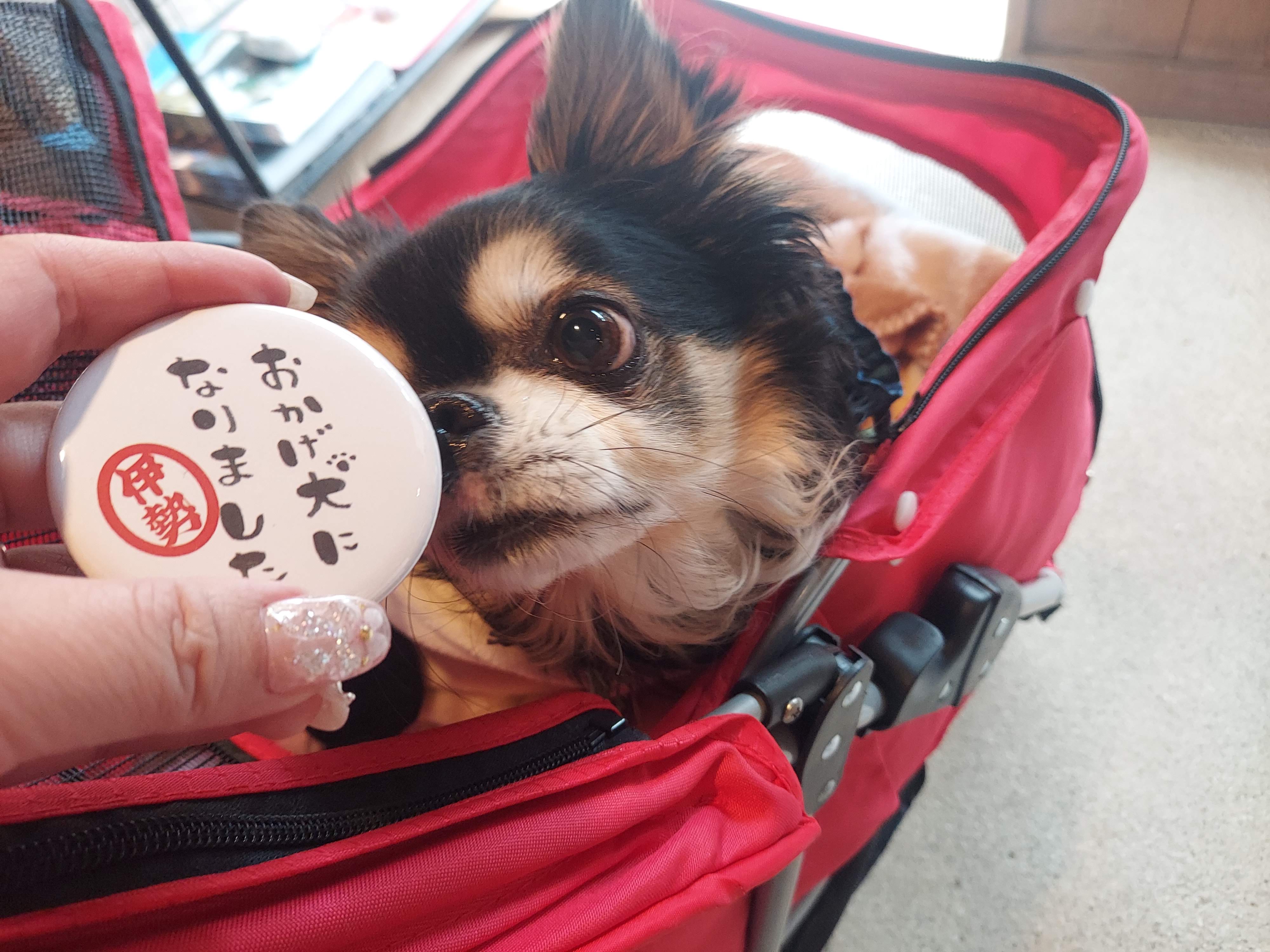 愛犬参加型 おかげ犬体験