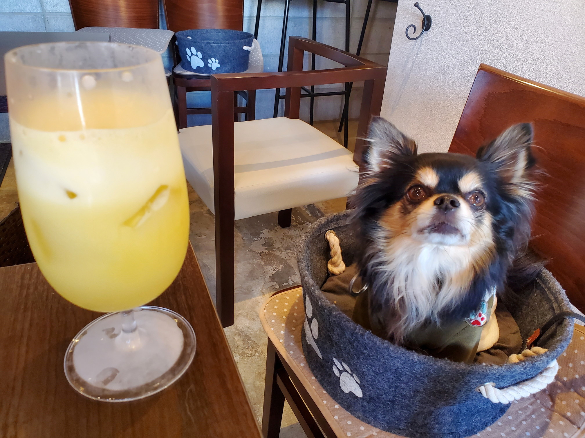 ドッグカフェ&バーモコモコ