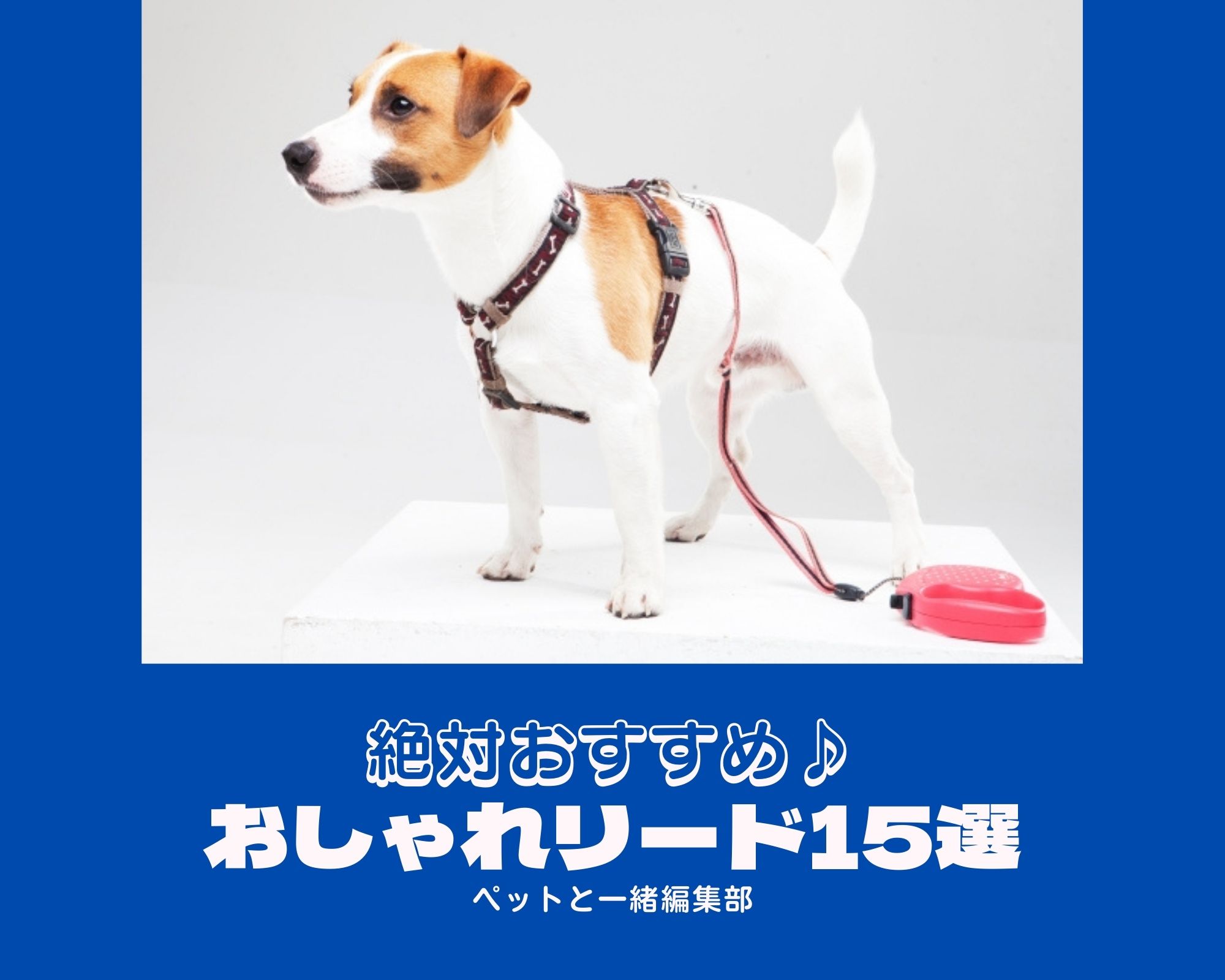 絶対おすすめ♪おしゃれリード15選【ペットと一緒編集部】