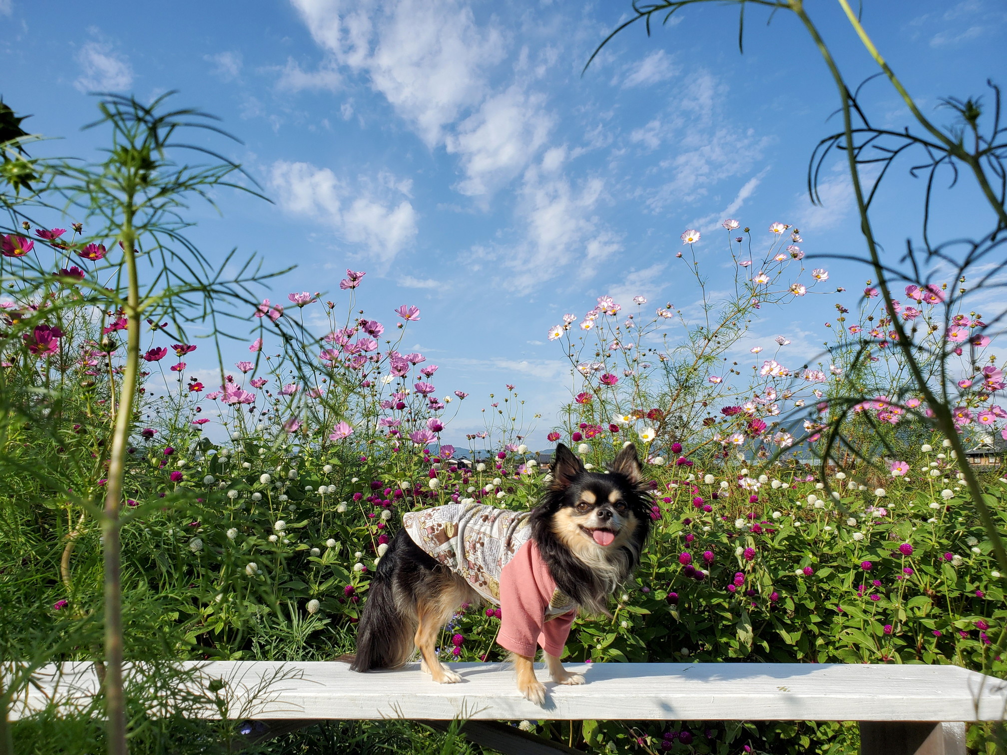 京都丹後／亀岡の夢コスモス園