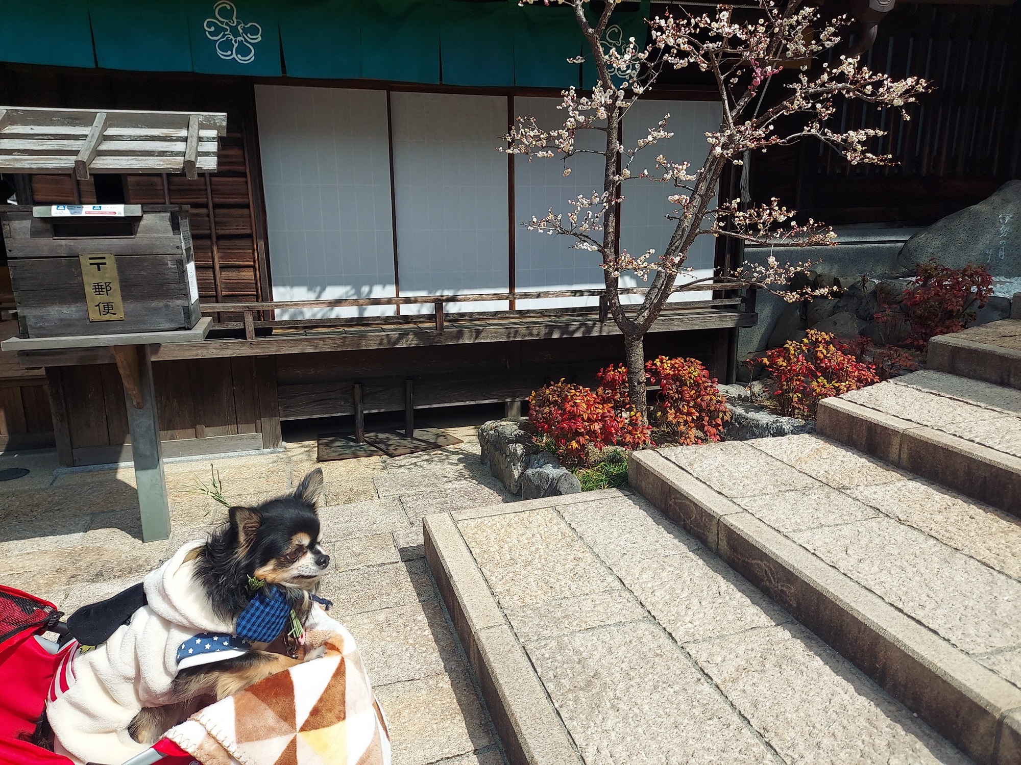 野あそび棚