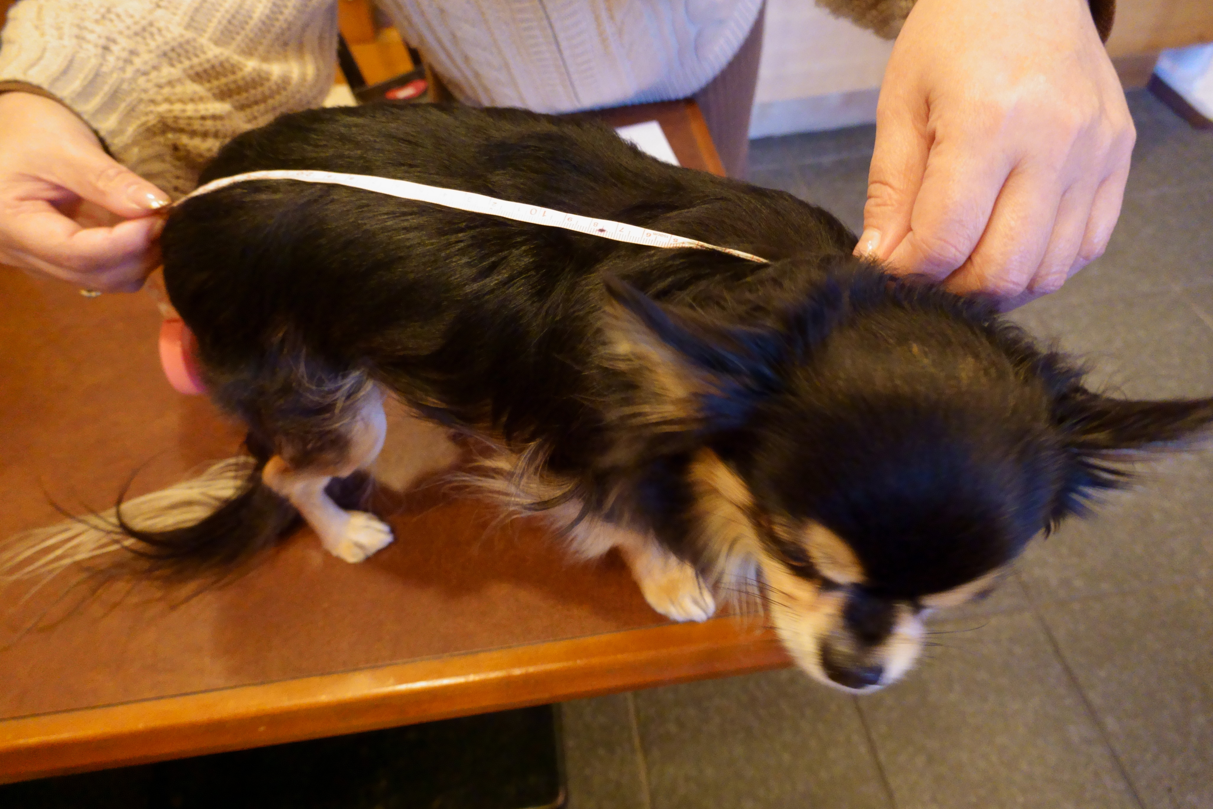 Cafe de RoRo&DOG'S(カフェデロロ)くずは店