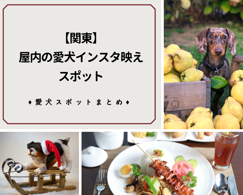 関東 屋内の愛犬インスタ映えスポット まとめ ペットと一緒