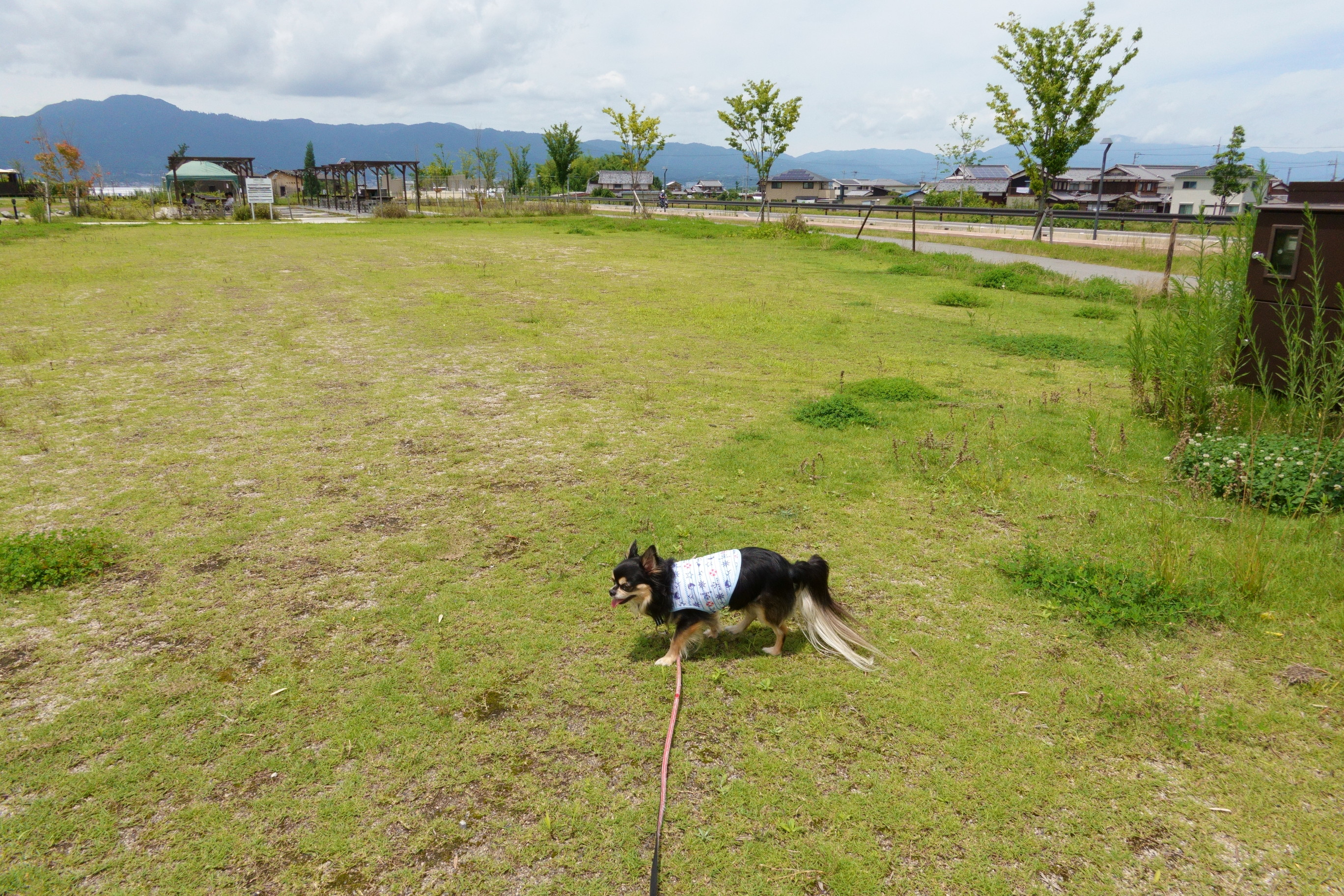 カフェ カイマナリオ