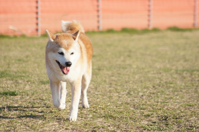 飼い方教室