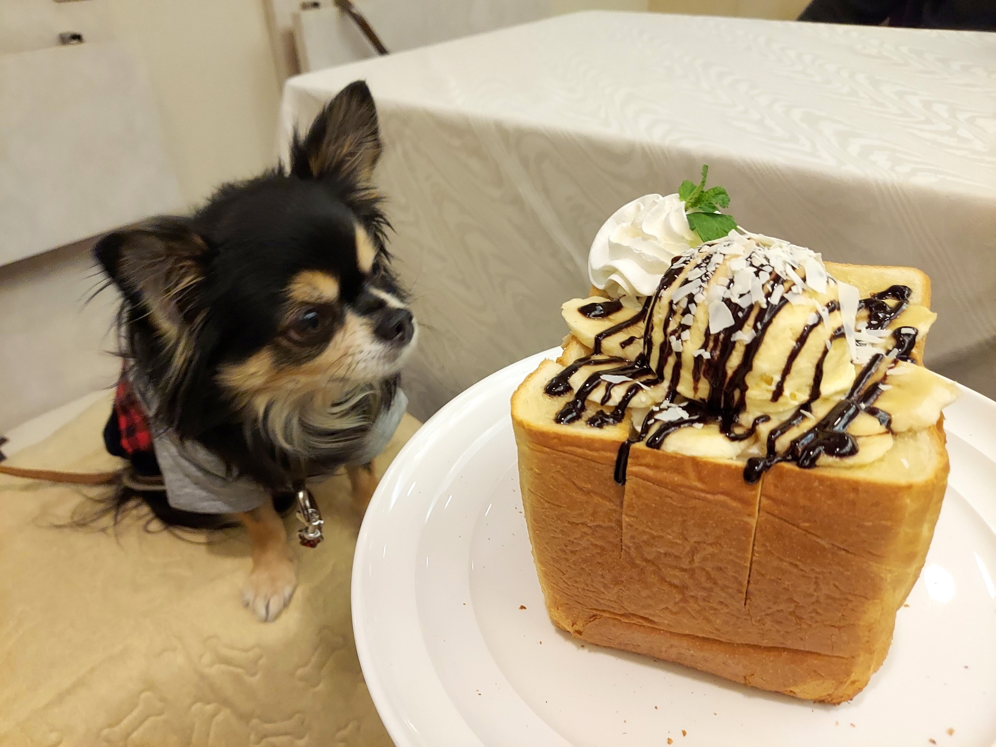 愛犬ヴィレッジ大阪天王寺店