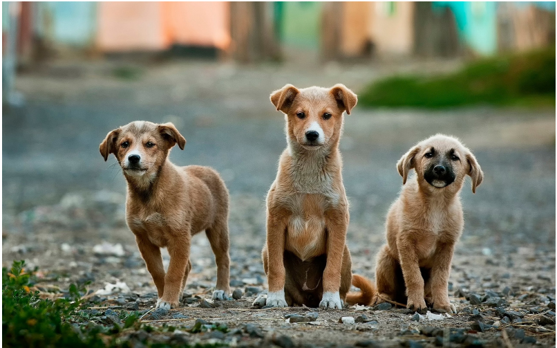 保護 犬 兵庫 県