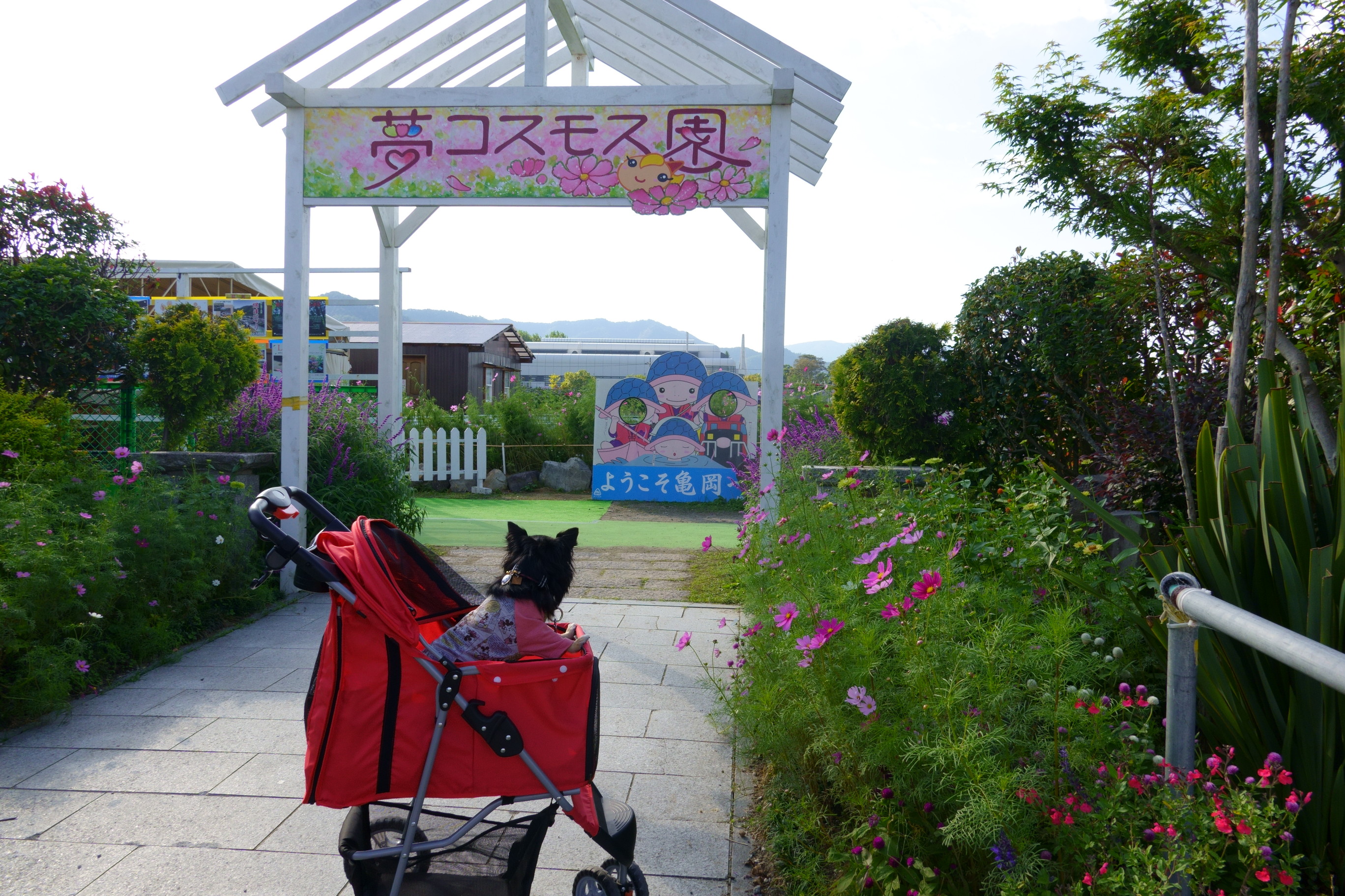 京都丹後／亀岡の夢コスモス園