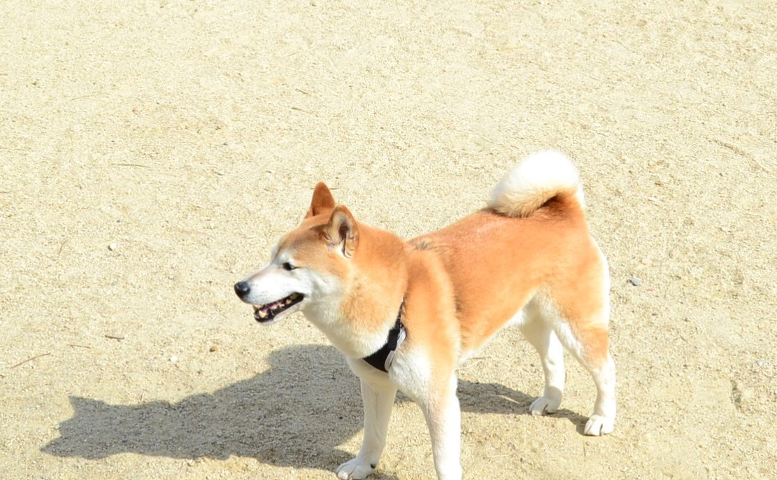 大高緑地ドッグラン