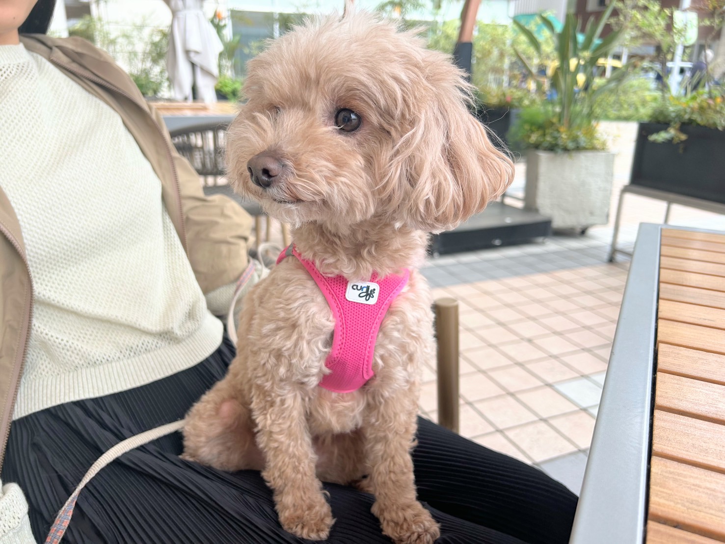 エッグスンシングス