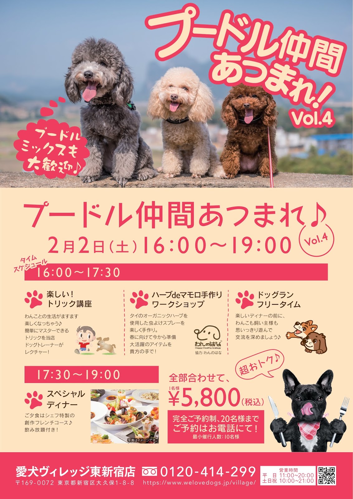 愛犬ヴィレッジ「プードル仲間あつまれ！【Vol.4】」