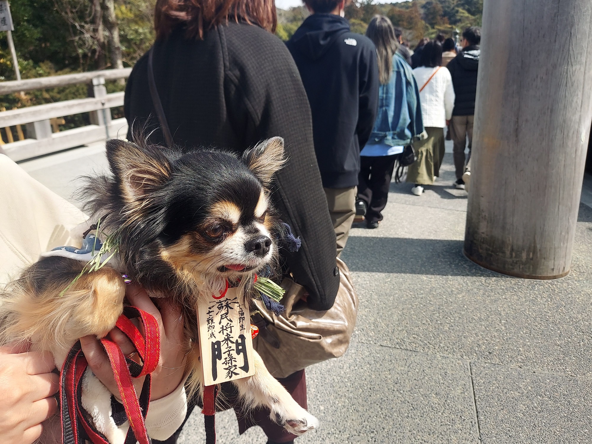 愛犬参加型 おかげ犬体験