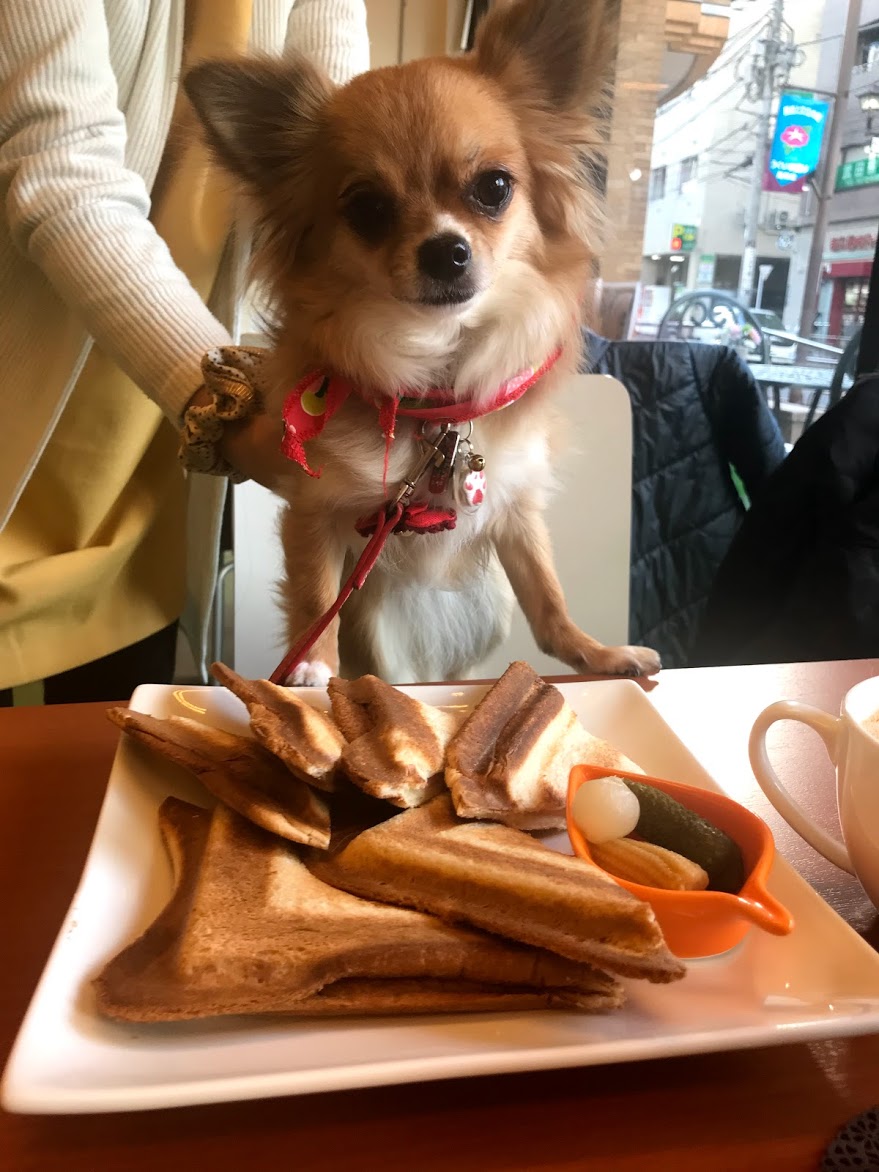 DOGLYcafe