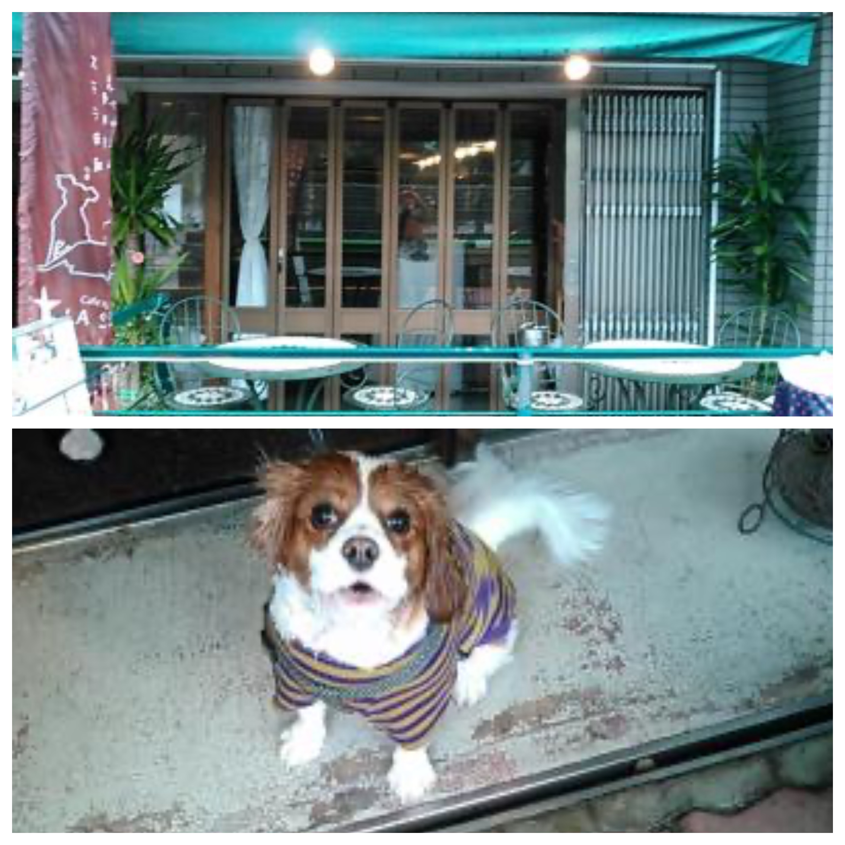 「大型犬も一緒に入れるお店」東京23区