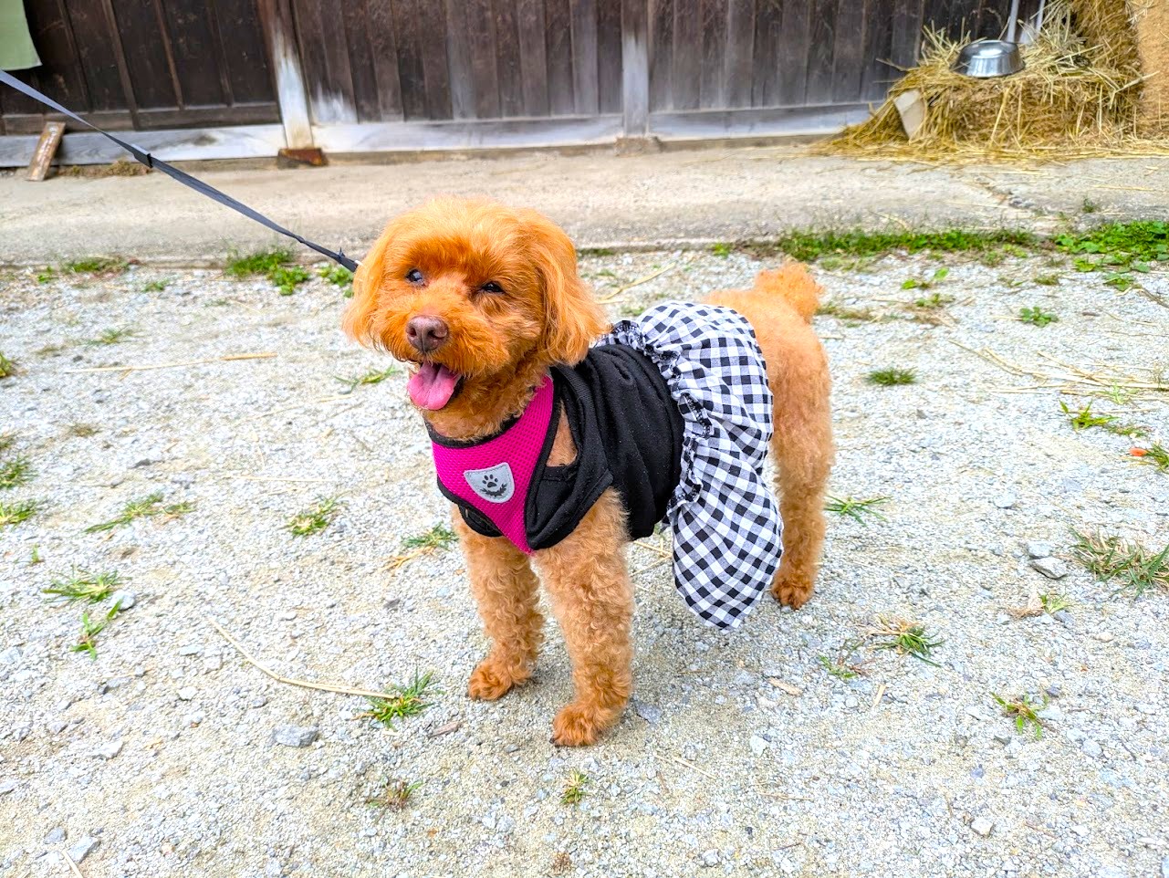 やさい菓子工房ココアイ大和高原店