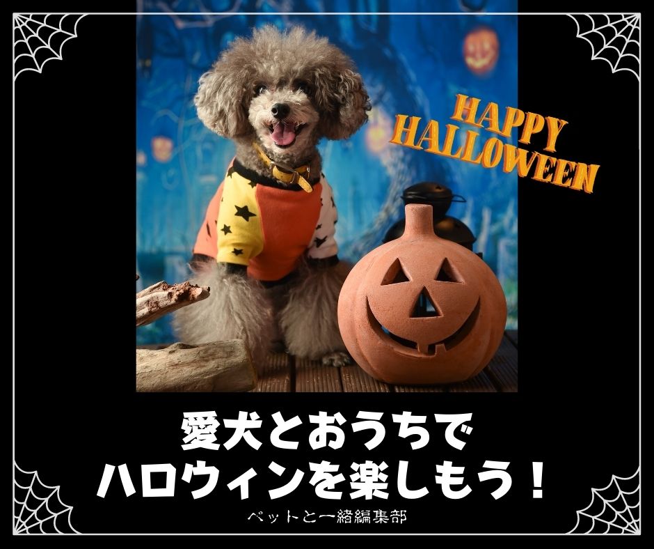 「愛犬とおうちでハロウィンを楽しもう!」ペットと一緒編集部