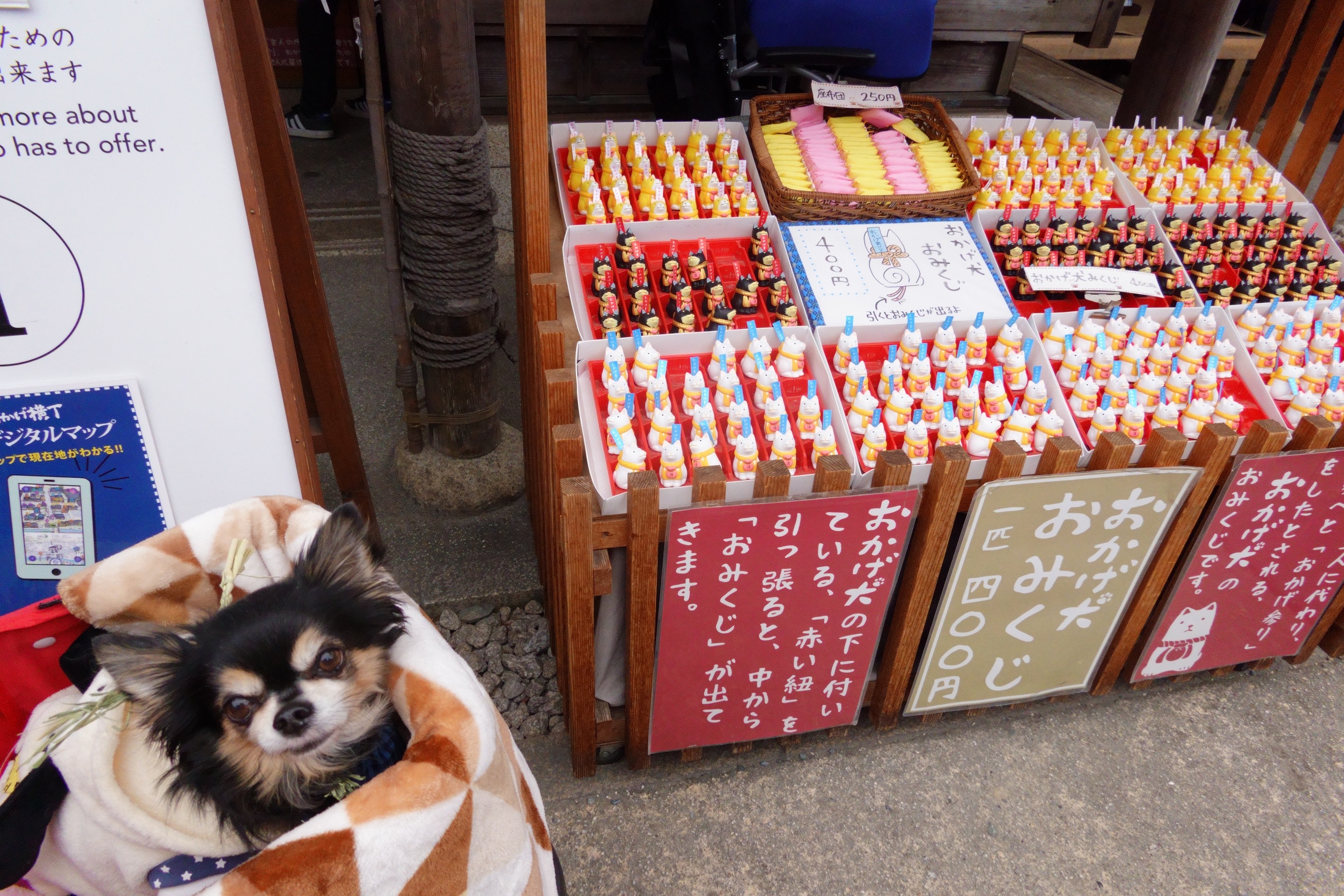 愛犬参加型 おかげ犬体験