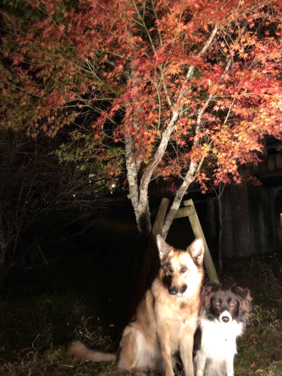 夕焼けの渚紅葉まつり