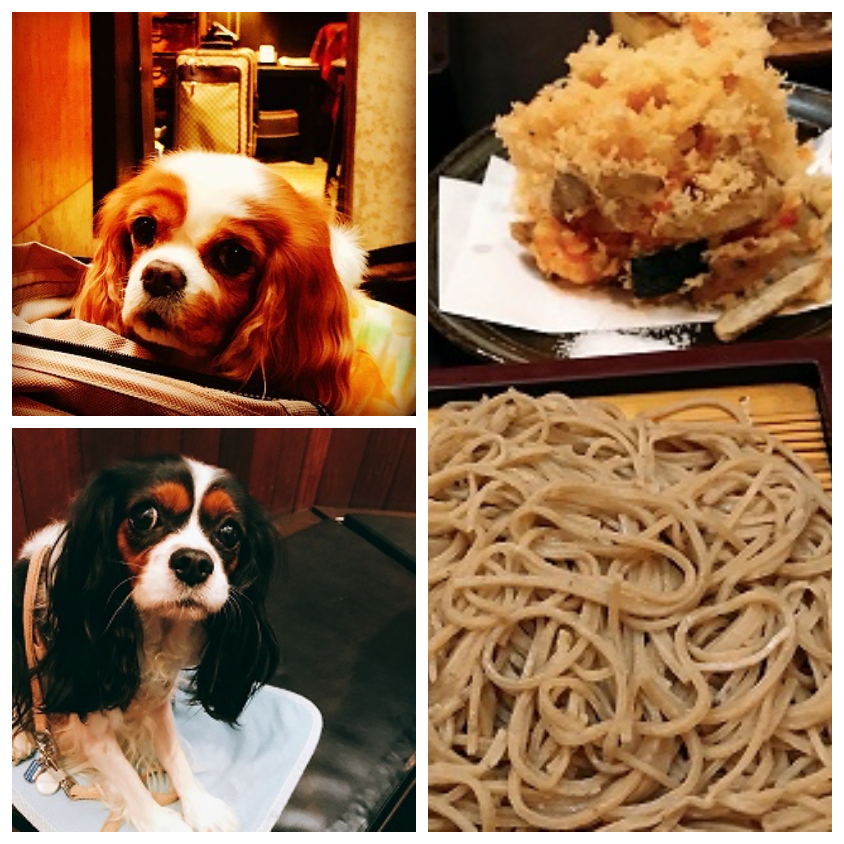 【関東】「大型犬も一緒に入れるお店」東京23区 Part1