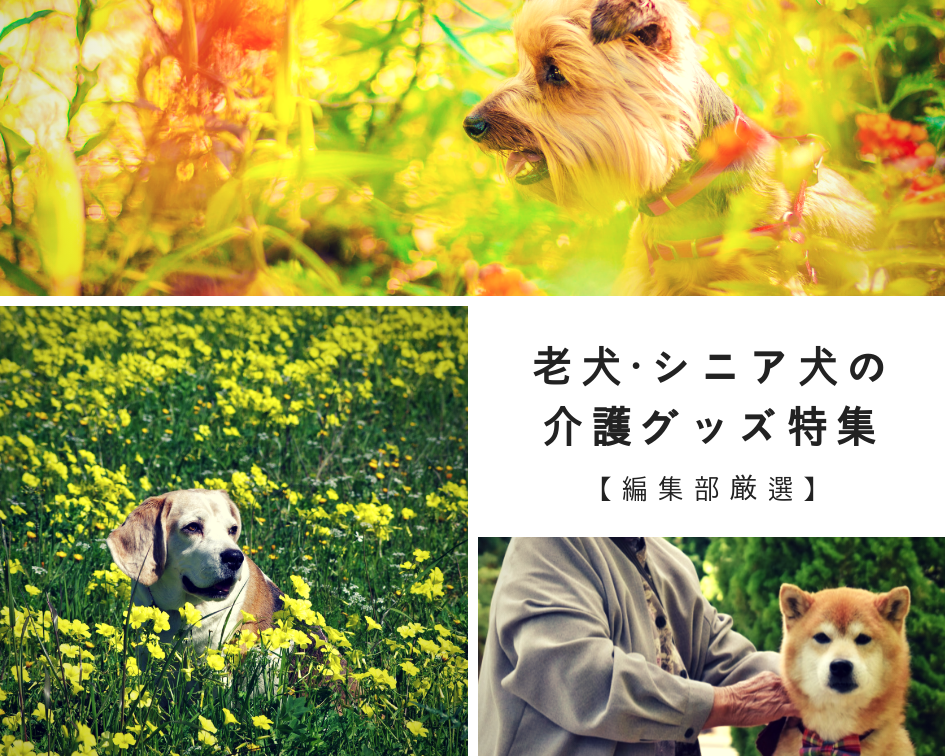 老犬・シニア犬の介護グッズ特集