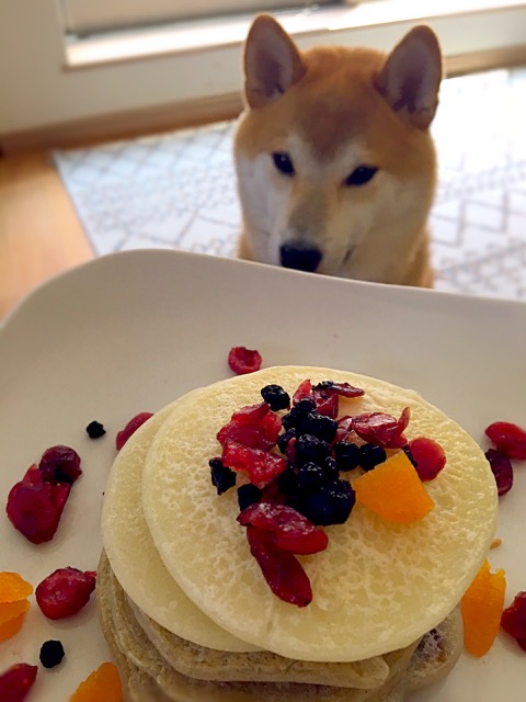 愛犬を元気にするドッグフードとは