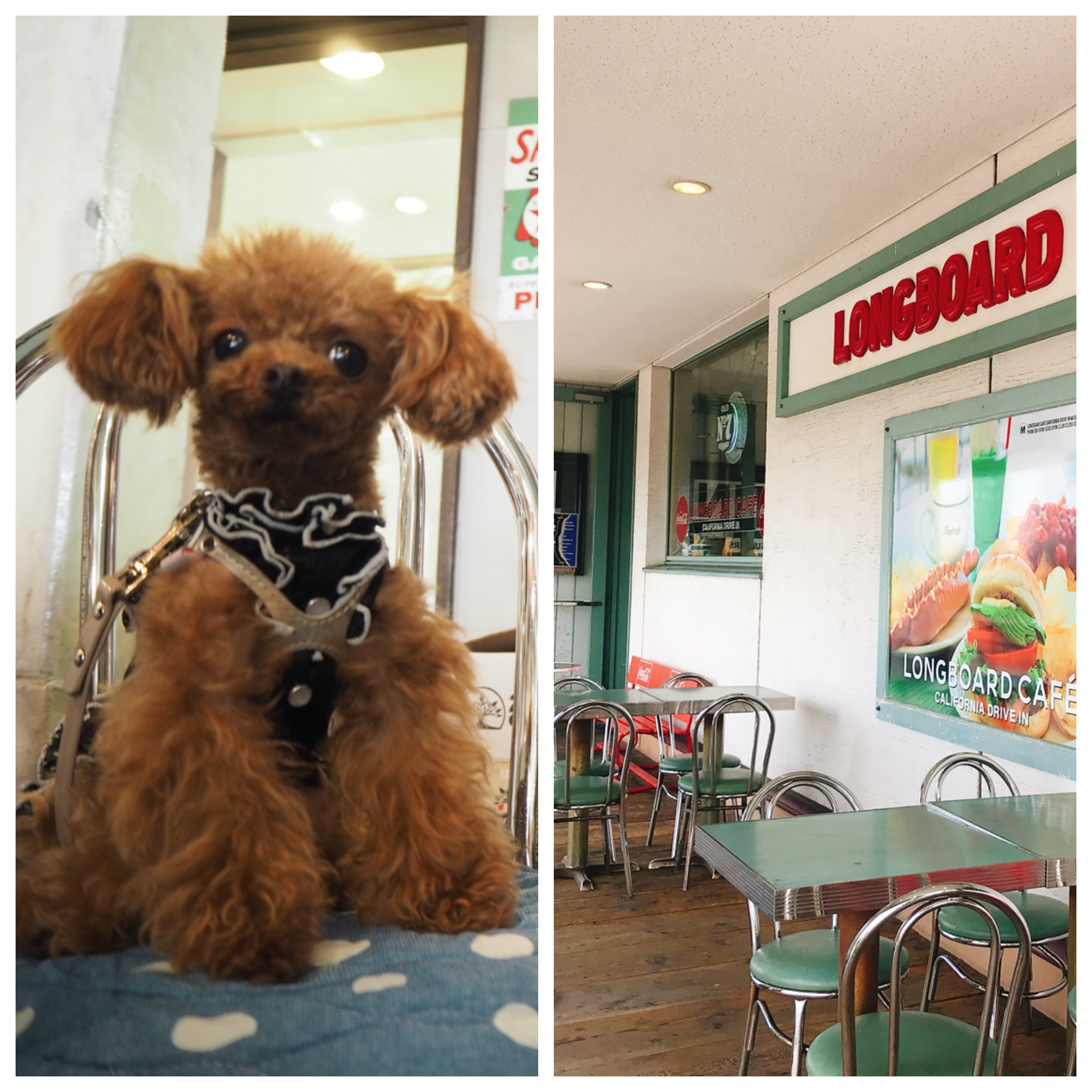 【関東】「大型犬も一緒に入れるお店」東京23区 Part1