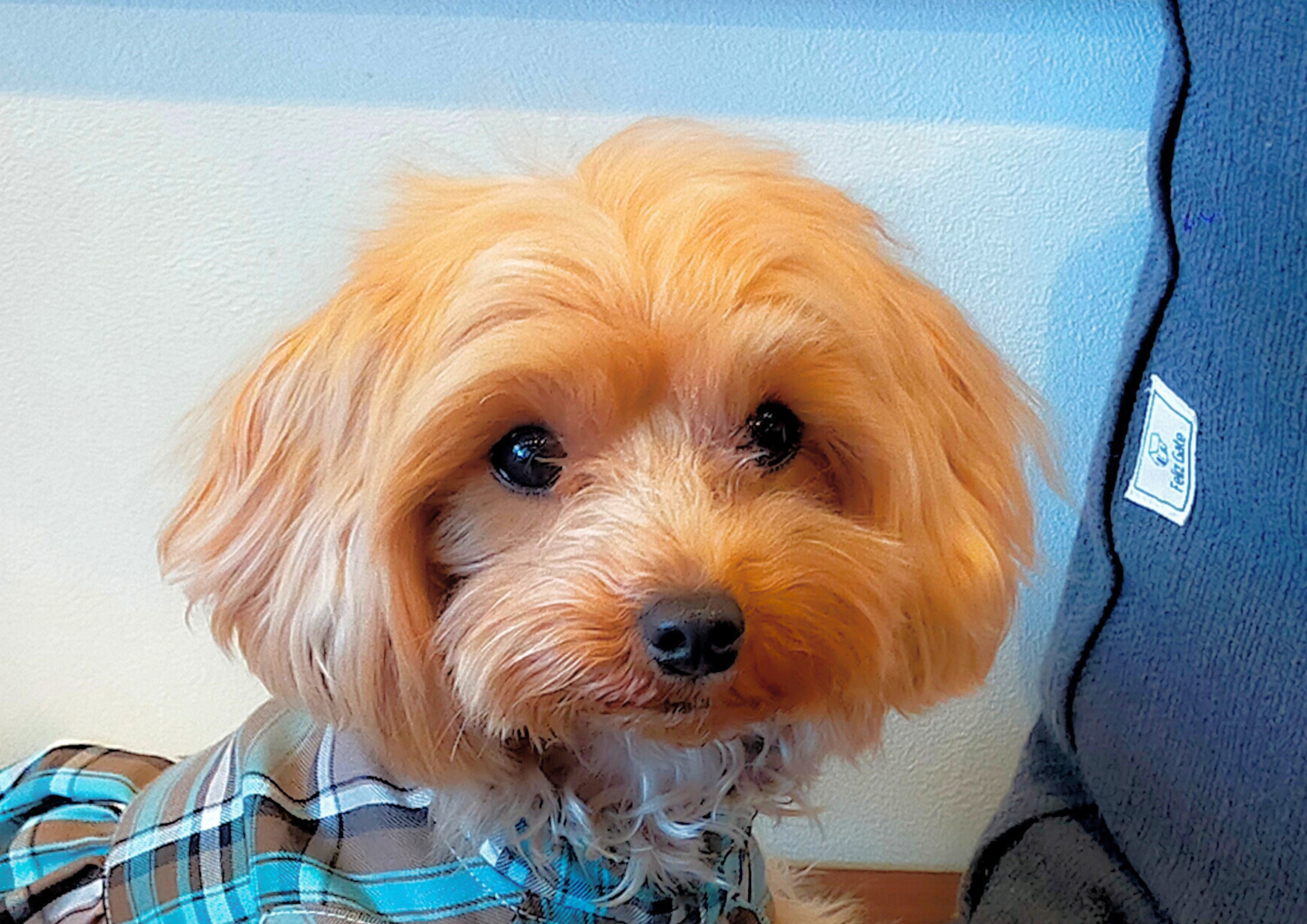 Feliz