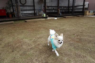 「DOG
