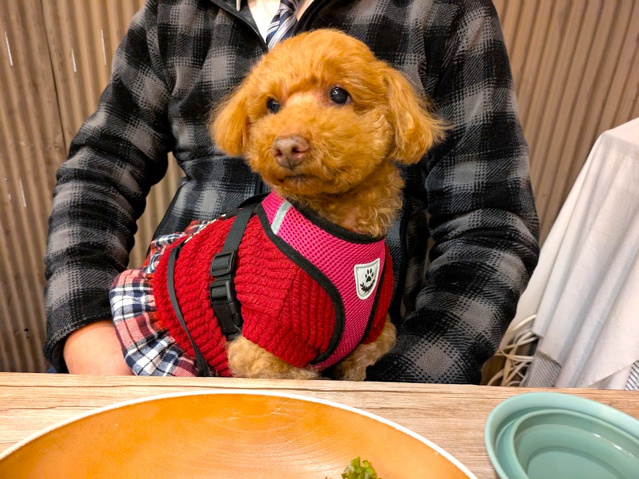 春巻きとよだれ鶏酔いしば谷町六丁目
