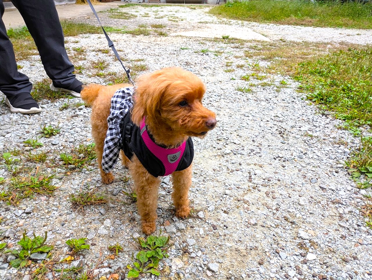 やさい菓子工房ココアイ大和高原店