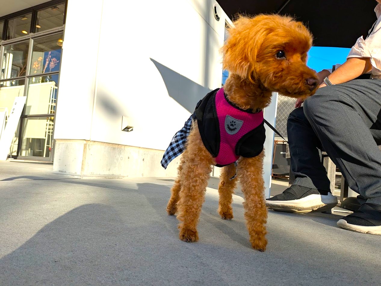 アブレッドオブフレッシュエア