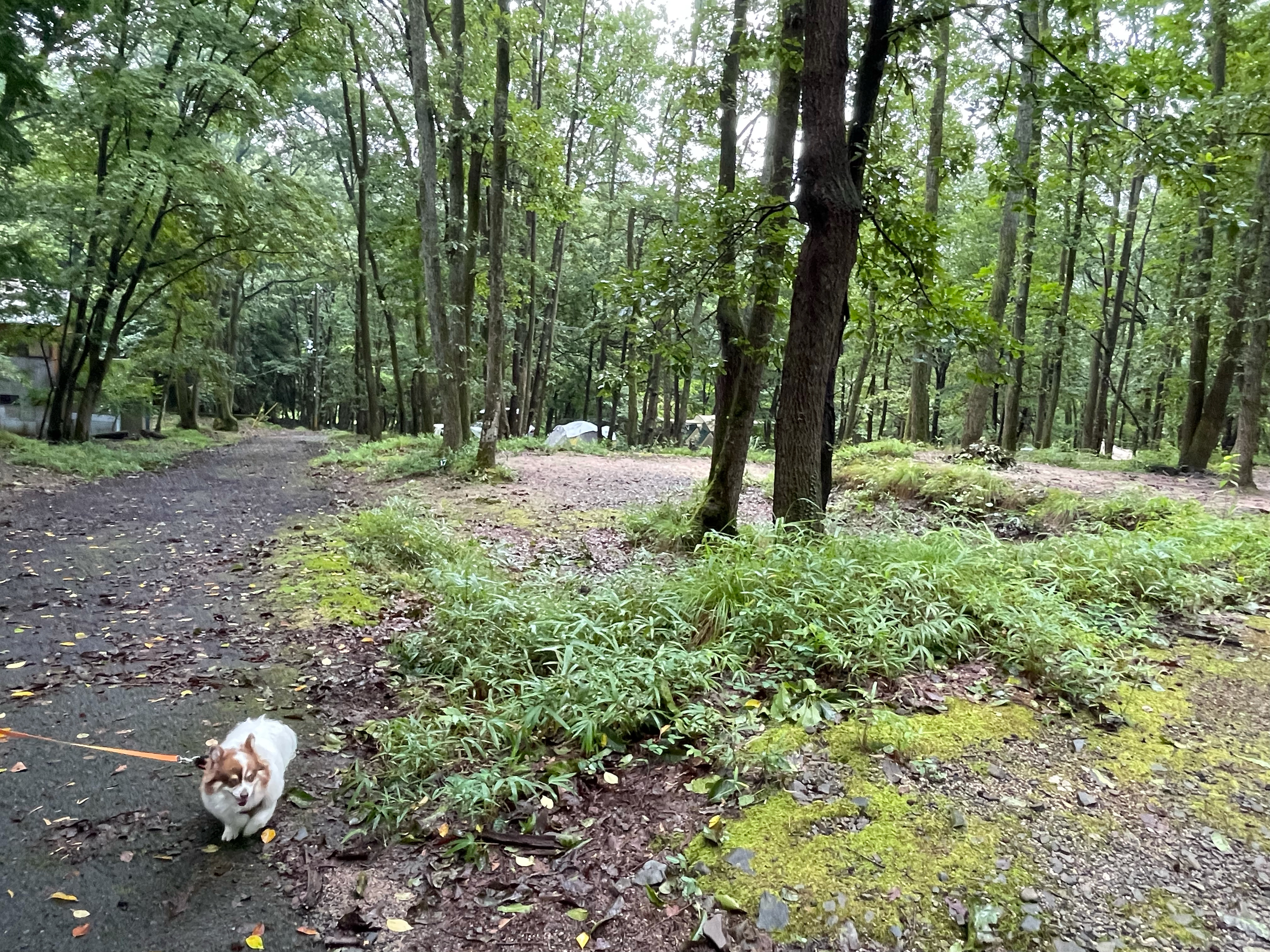 奥琵琶湖キャンプ場