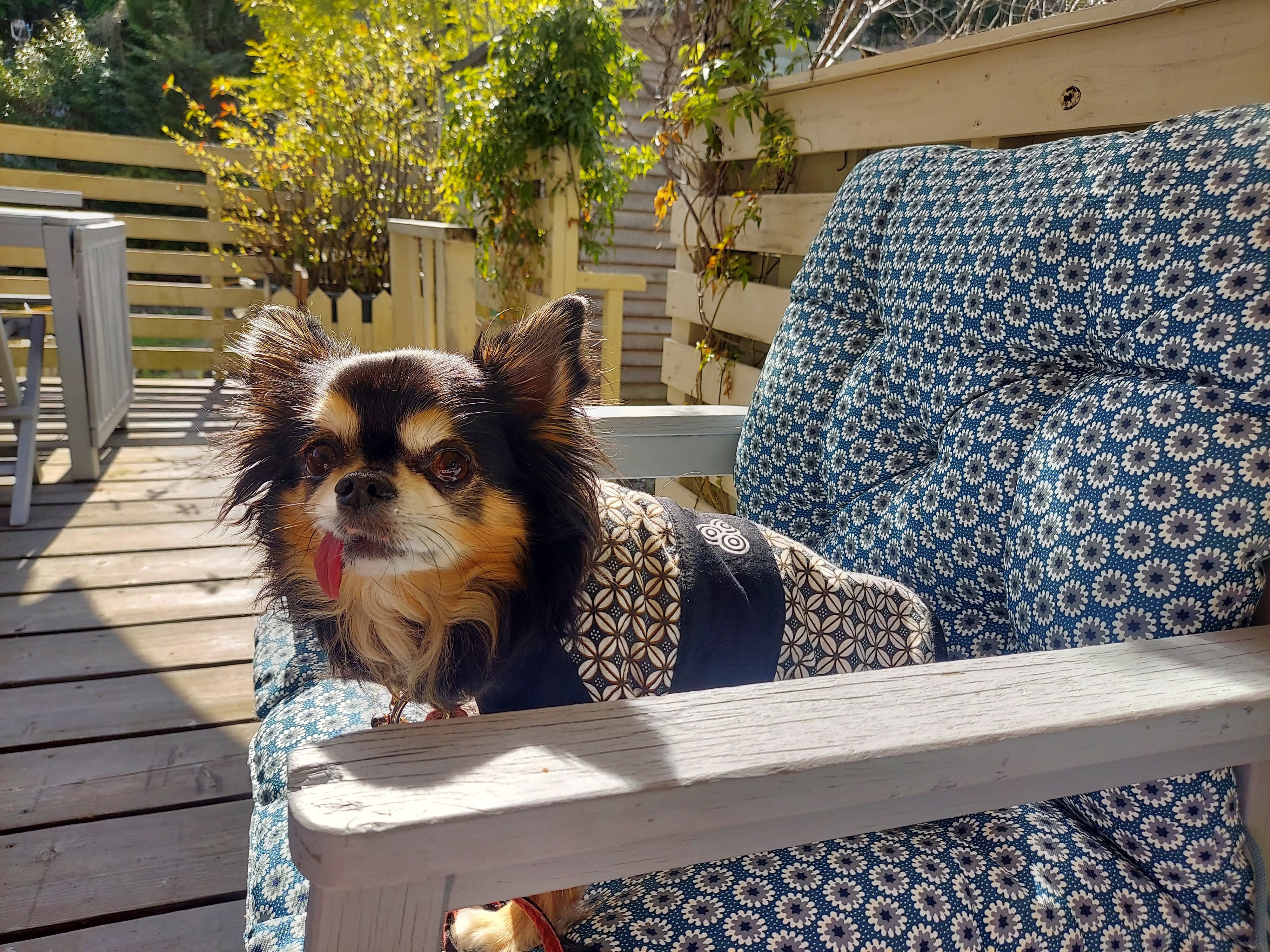 gongoncafe(ごんごんカフェ)