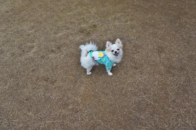「DOG