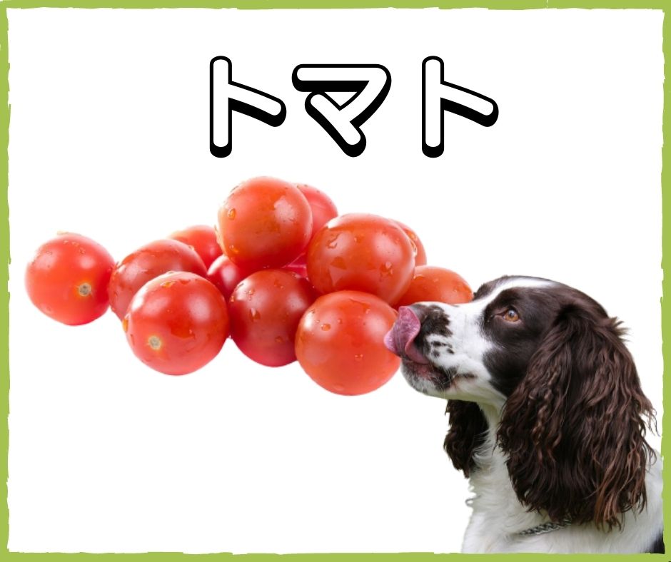 愛犬メニューに夏野菜を取り入れよう！NG食材も紹介