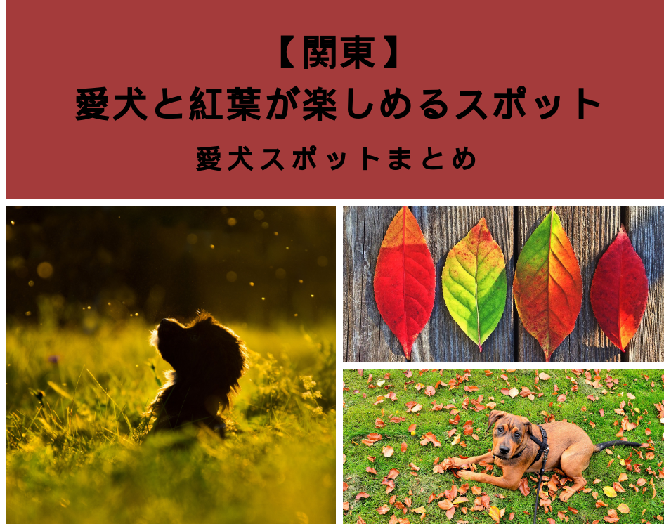 【関東】愛犬と紅葉が楽しめるスポット
