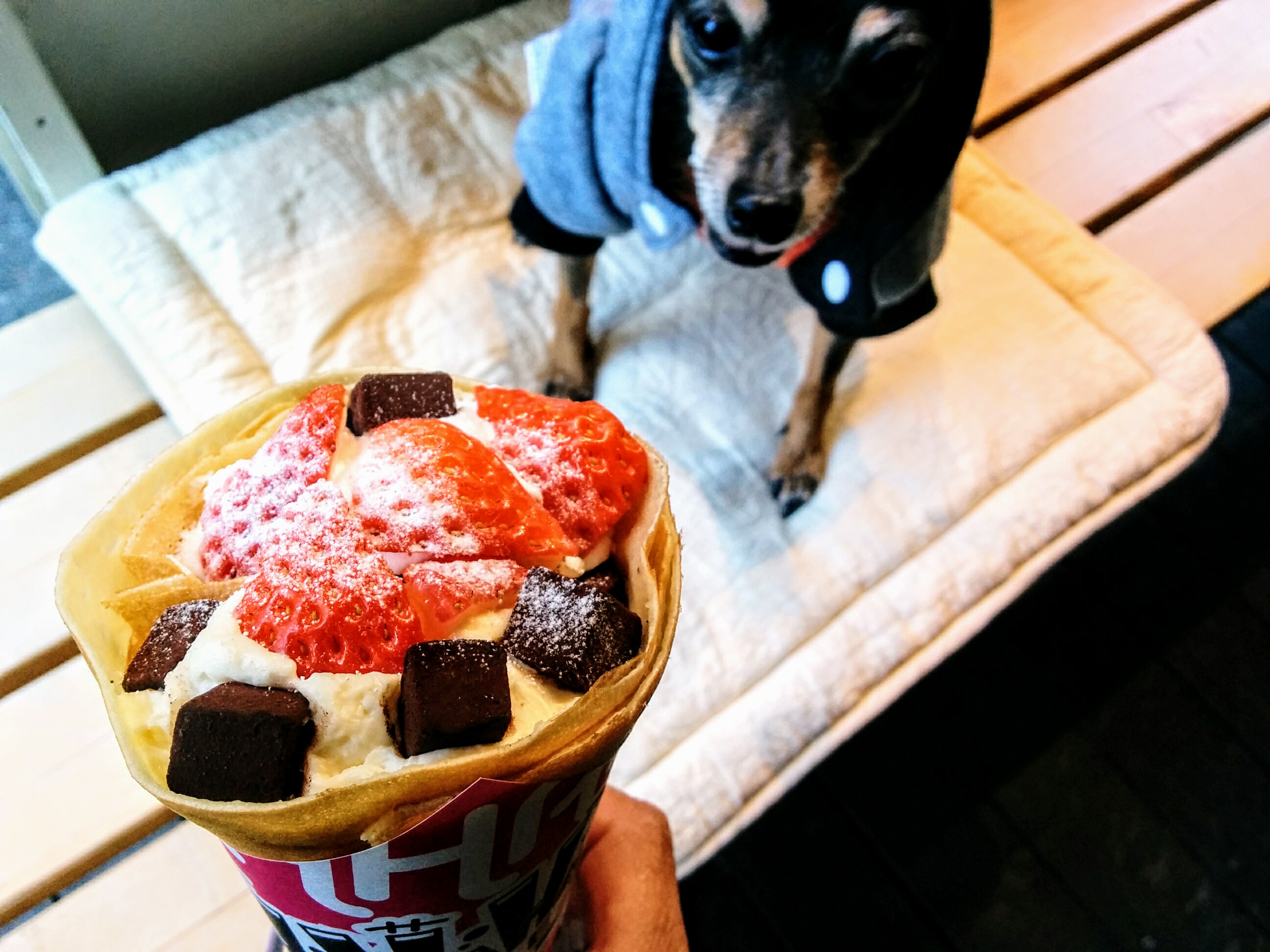 【兵庫Part 1】愛犬と美味しいケーキが食べられるお店