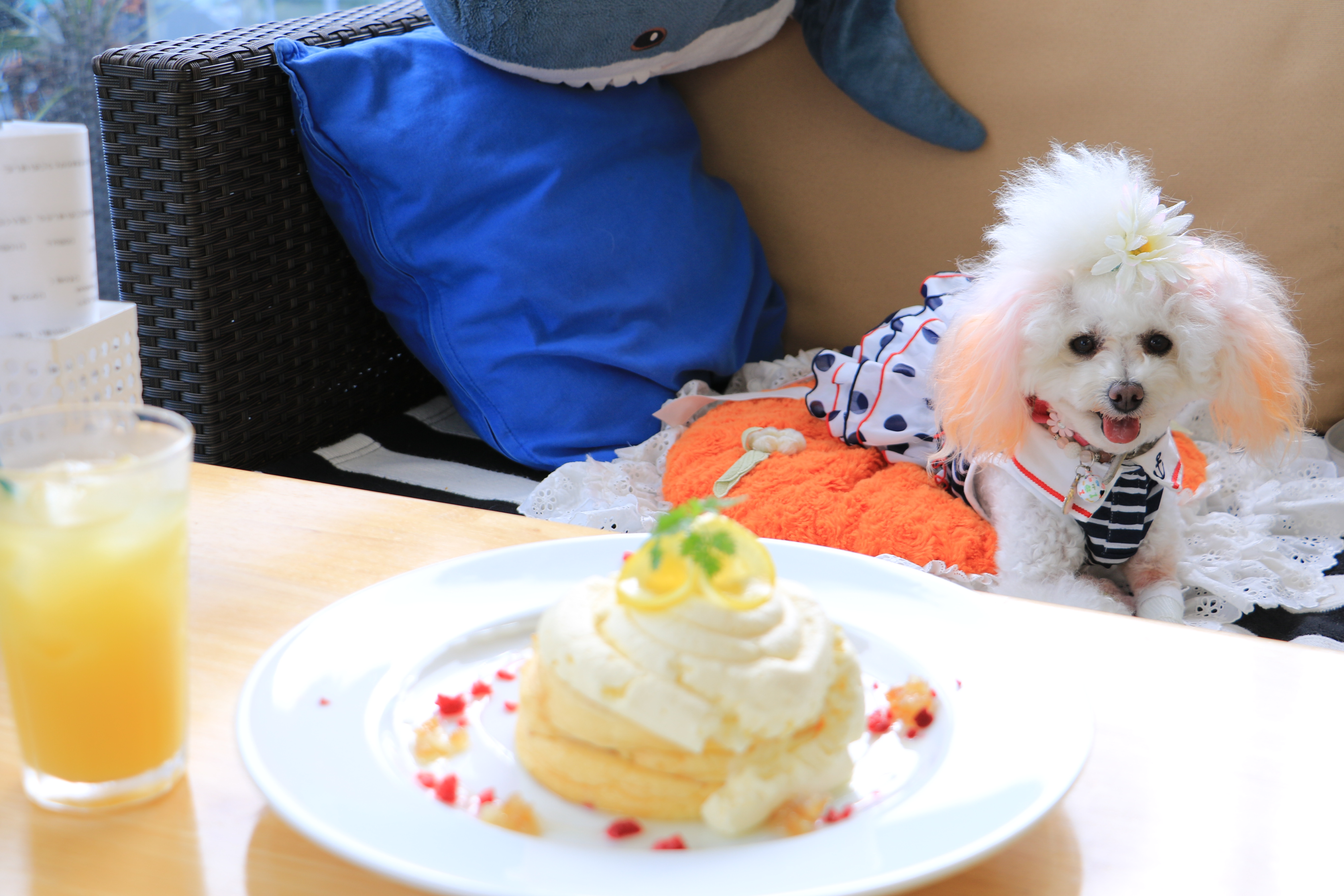 【兵庫Part 1】愛犬と美味しいケーキが食べられるお店