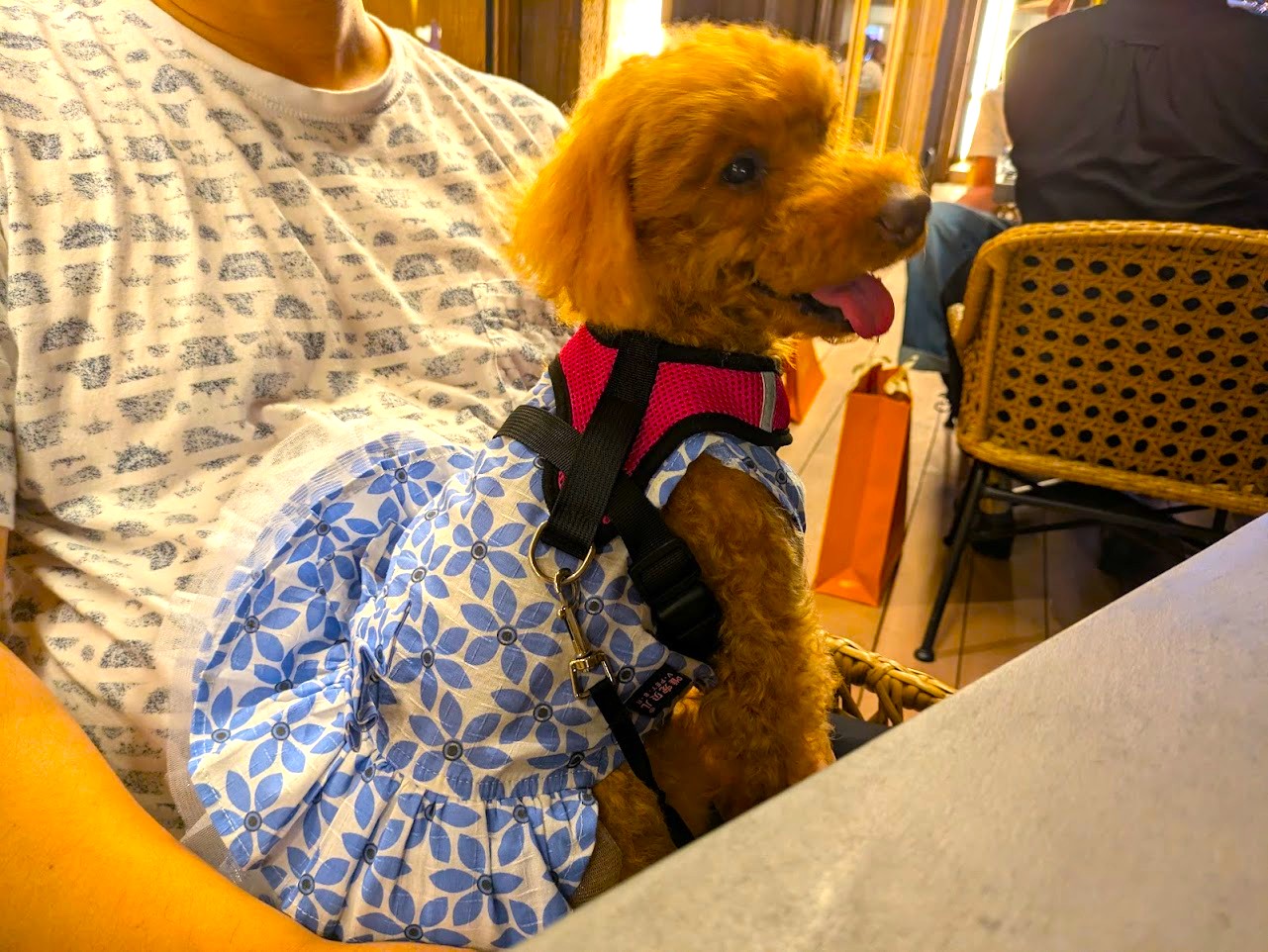 お料理サザエ