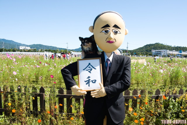 京都丹後／亀岡の夢コスモス園